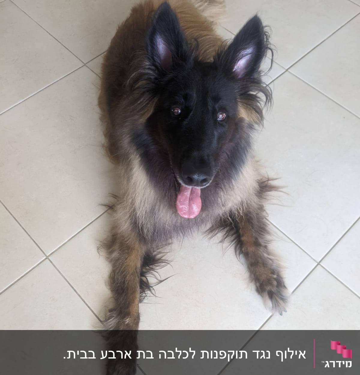 כלב שוכב על רצפה, מתאים לאימון כלבים